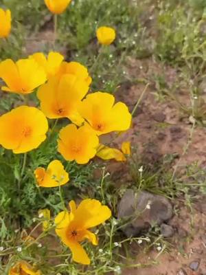 A post by @tracistokin on TikTok caption: Picacho Peak Arizona 3/6/2023