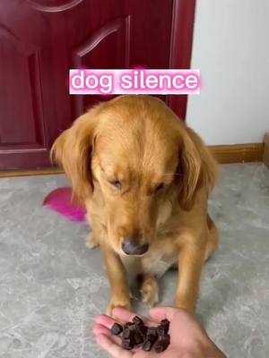 A post by @pet1tribe on TikTok caption: Don’t be too confident as a dog #puppylife #dog #puppylove #puppytiktok 