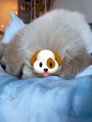 A post by @zartekkyt on TikTok caption: VOICI COMMENT UN CHIEN VOIT LE MONDE 🐶👀 #pourtoi