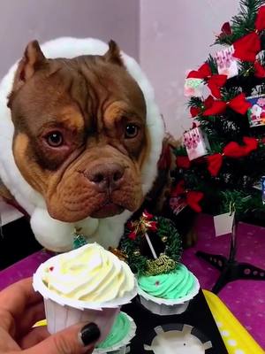 A post by @petshare8 on TikTok caption: Stupid dog’s birthday 😵‍💫#bullylove #bullylife #uglydog 