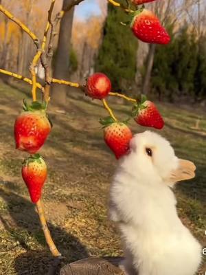 A post by @samprodan1 on TikTok caption: Rabbit strawberry🍓#❤️👌❤️ 