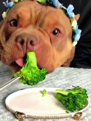 A post by @petshare8 on TikTok caption: Eat a big meal😎#bullylife #puppytiktok #usa_tiktok 