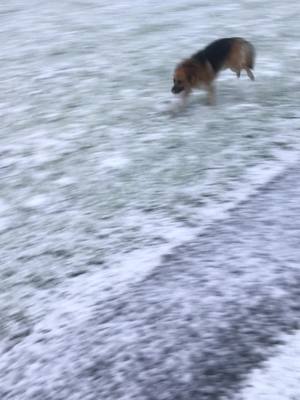 A post by @nataliec93 on TikTok caption: He was loving it #snow #earlymorningrun #germanshephard 