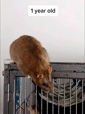 A post by @niffyrats on TikTok caption: Cant believe Remus and Lupin are a year already! Time goes so quickly with rats  - #smallpets #pets #ratsoftiktok #ratmom #ratties #fancyrats #rats #petrats