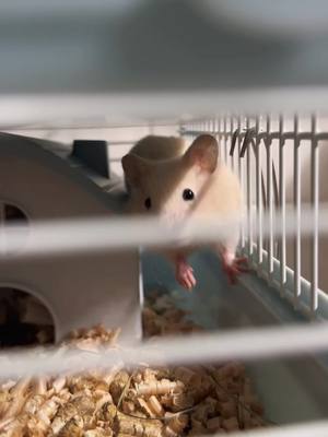 A post by @hamster_panteleimon on TikTok caption: #hamsters #hamster_team🐹 #march #cute #baby #wow #pets #nature #animals #like #recommendations #rec #funny #game #like #panteleimon #fat #хомяк #хомячок #хомячок🐹 #пантелеймон #малыш #рекомендации #рек #скалолаз #питомец #домашниеживотные #любовь #лайк #2023 #топ #тикток #тренды #мем #застрял #толстый #толстяк