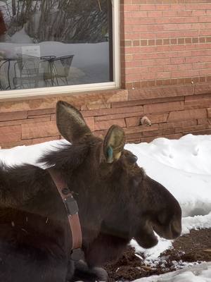 A post by @fortunate_dust on TikTok caption: Living in Steamboat is wild. Just day to day living keeps ya on your toes. #moose #winter #skitown #steamboatsprings #tmi