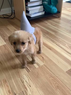 A post by @goldenbrook on TikTok caption: I’m just a baby…shark #puppy #babyshark #goldenretriever 