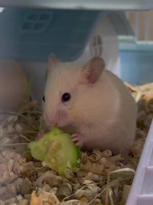 A post by @hamster_panteleimon on TikTok caption: #hamsters #hamster_team🐹 #march #cute #baby #wow #pets #nature #animals #like #panteleimon #recommendations #rec #funny #game #fat #cucumber #food #tasty #delicious #yummy #хомяк #хочуврек #хочуврекомендации #топ #тикток #огурцы #вкусно #малыш #еда #вкусняшка #питомец #грызун #домашниеживотные #радость #любовь #счастье #виннипух #винни #пантелеймон #щекастик #рек #реки #рекомендации