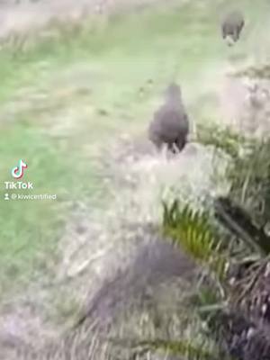 A post by @kiwicertified on TikTok caption: #kiwi #kiwis #kiwibird #kiwibirds #kiwiman #gigakiwi #kiwichad #awesomekiwi #amazingkiwi #coolkiwi #ultrakiwi #megakiwi #drivingfails #funny #yes #fyp