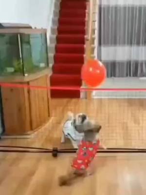 A post by @zhenhongzongzong on TikTok caption: #dog playing ball