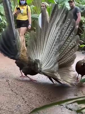 A post by @cutepetgrocery on TikTok caption: 👉👉👉#animals #beauty #peacock #fafaanddada #fyp 