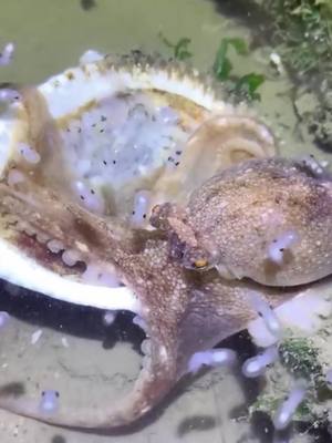 A post by @tt2022win on TikTok caption: This is baby octopus #fishing #fish #Outdoors #fyp #foryou #sea #sealife #baby #octopus #ocean 