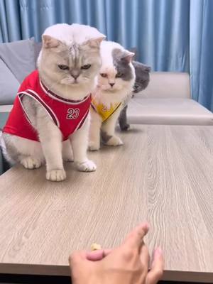 A post by @zhenhongzongzong on TikTok caption: #Cat 🐱's reaction