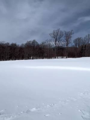 A post by @kona_doodle on TikTok caption: Stick season isnt always so bad… #noahkahan#jaypeak#vermont#snow#winter#skiing#mountain#doodle#snowdogs#puppytok#golden