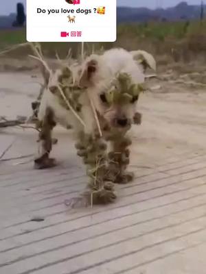 A post by @ahmm5677a on TikTok caption: 来自@guolaypet88的#回答 who can help it?#dogsloverforever #animalsoftiktoks #poordogs #straydogs @kmarkpndzfz 