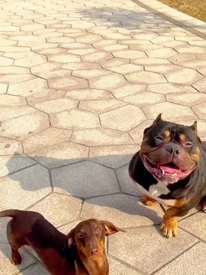 A post by @petshare8 on TikTok caption: Two brothers came out to relax🤗#bullydog #puppytiktok #dachshund #dachshundsoftiktok 