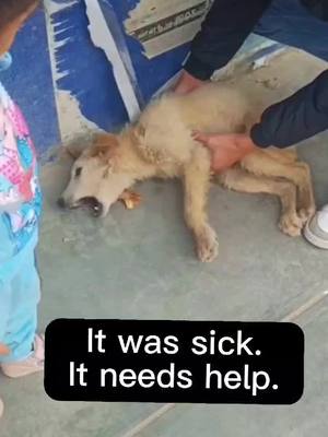 A post by @ahmm5677a on TikTok caption: Never give up,save more dog #dogsloverforever #animalsoftiktoks #straydogs #savedog #poordogs @kmarkpndzfz 