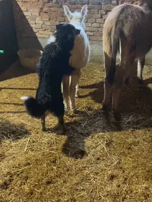 A post by @alessandro.perri on TikTok caption: A casa mia succede qualsiasi cosa 🙃 #bordercollie #asino #donkeysoftiktok #perte #animal 