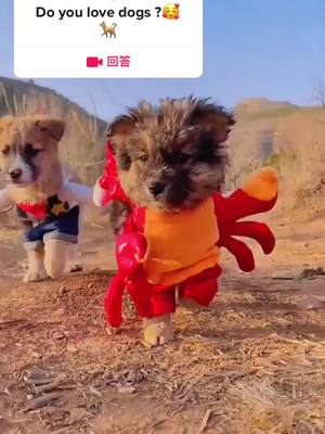 A post by @guolaypet88 on TikTok caption: #回答 @guolaypet88 Do you love me? #dog #fyp #cute