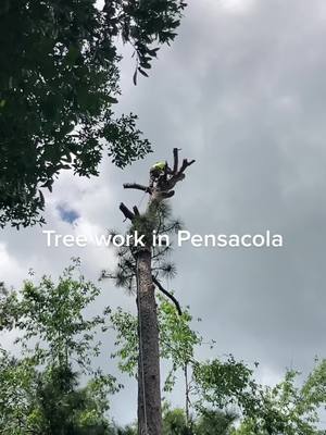 A post by @waybackwilderness on TikTok caption: Sawyers tree works in Pensacola #treework #pensacola #arborists #treeremoval #waybackwilderness #chainsaw 