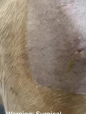 A post by @equinesurgeryontario on TikTok caption: Warning Surgical images: Sequestrum removal shoulder #canada_life🇨🇦 #veterinarian #registeredvettech #equinevet #foryoupage #sugery #equinevet #horsesontiktok #equinecare #fracture 