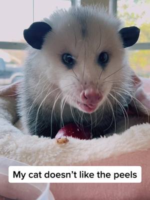 A post by @dollyparton_opossum on TikTok caption: Thats ok 🫶 #catsoftiktok