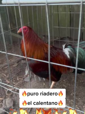 A post by @creaderoelcalentano on TikTok caption: #gallos #houston #parati #viralvideos