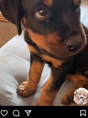 A post by @f15ac on TikTok caption: Esa mirada 😍 #perritos #perrostiktokers #parati 