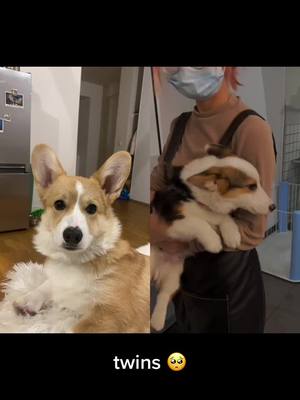 A post by @gnocchi_the_corgi on TikTok caption: #duo avec @dog baby #corgi #fyp #corgipuppy #dogtok #dogsoftiktok #puppytiktok #doglover #puppy #corgisoftiktok #corgiland #funny