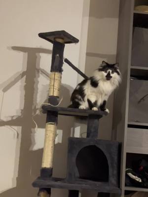 A post by @mimietcleo on TikTok caption: Toujours plus amusant a coté 🤪#drole #cat #foryou #cute 