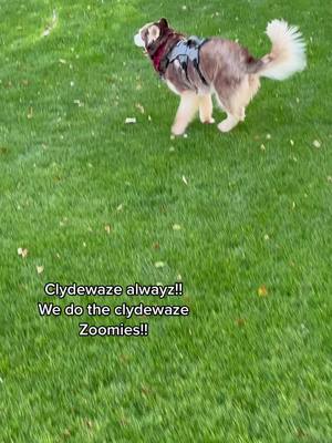 A post by @clydeswobblyworld on TikTok caption: Clydewaze shuffle.! #huskiesoftiktok #huskylife #specialneedsdogs #huskysoftiktok #SeeHerGreatness #cerebellarhypoplasia #huskies #husky #cerebellarhypoplasiadogs #dogstory 