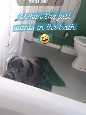 A post by @keeleyjmunden on TikTok caption: #doglife🐾  she just wants in