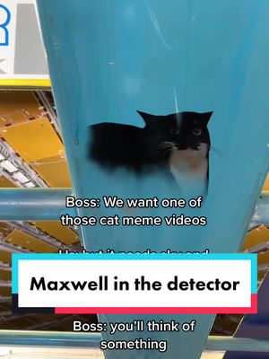 A post by @atlasexperiment on TikTok caption: We crawled around the cavern for 30 minutes trying to get this, please make it worth it 🥹 #maxwellinthesky #maxwellthecat #ATLASExperiment #CERN #cat 