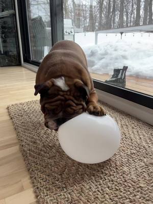 A post by @gaston_english_bulldog on TikTok caption: Momm 😱!! Where did my toy go ?!?! #gastontheenglishbulldog #englishbulldog #bulldog #englishbulldogsoftiktok #viral #englishbulldogpuppy #puppytoys 