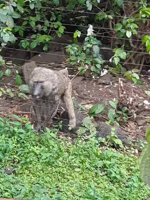 A post by @coletteajang on TikTok caption: #baboon #newforestwildlifepark #africa