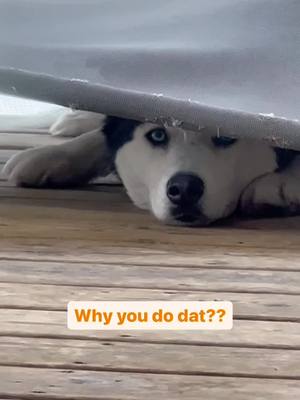 A post by @the3floofeteers on TikTok caption: Mind ya business hoomans  🐾 🐾 🐾 #floof #fluffy #husky #siberianhusky #snowdog #doggo #snowdog #dogsoftiktok #huskiesoftiktok #fyp  #why