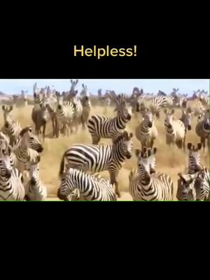 A post by @wildlifeobservatory on TikTok caption: #animals #wild #lion #hunt #zebra