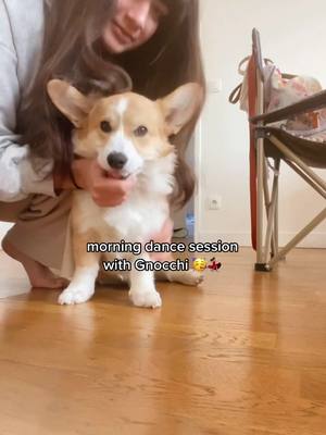 A post by @gnocchi_the_corgi on TikTok caption: Gnocchi loves to dance 🥳🥳 #corgi #fyp #corgipuppy #dogtok #dogsoftiktok #puppytiktok #doglover #puppy #corgisoftiktok #corgiland #funny