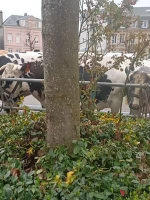 A post by @mamy.lenny.bienveillente on TikTok caption: foire aux bestiaux à st romain(le Havre)#animaux #lehavre #pourtoi #lapin #moutons #chèvres #ponneys #chevaux #pigeons #promenade 