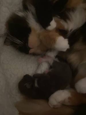 A post by @iiuvmykittens on TikTok caption: fudge had a baby! #fyp #cats #catsoftiktok 