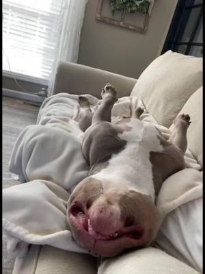 A post by @chelciebrooks on TikTok caption: It’s exhausting being cute! 🐾 💙 #ILoveYouMrHank #MisterHank #MrHank #AmericanBully 