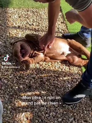 A post by @piratelechien2 on TikTok caption: 🥰#chien #amour #amitié #devinelapersonne #pourtoi 