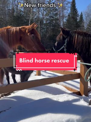 A post by @chevalerie.ca on TikTok caption: Our new rescues, a blind 12 yo and his 27yo mother horse🐴❤️ #blindhorse #rescuehorse #rescueanimals #horses #animals