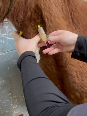 A post by @equinesurgeryontario on TikTok caption: Thanks to all our staff for helping things run smoothly. #veterinarian #canada_life🇨🇦 #equinevet #foryoupage #sugery #horsesontiktok #equinecare #equinehospital #equinelife #equinevideo 