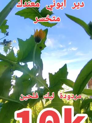 A post by @reghaiissam on TikTok caption: #هاشتاج_العرب__تيك__توك #المغرب🇲🇦تونس🇹🇳الجزائر🇩🇿 #هاشتاج_العرب__تيك__توك 