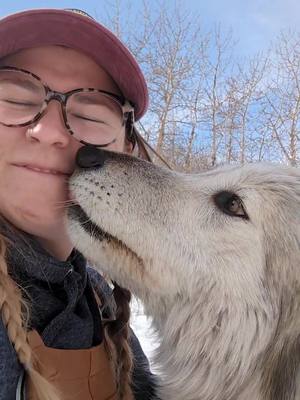 A post by @alllyyxx on TikTok caption: A sweet moment with miss Katahna! As a way of showing affection, she will "flea bite" which is just some gentle little nibbles with her front teeth. It does not hurt and if anything kinda tickles 😂. Her and her pack mates Sequoi and Joey are loving their new enclosure and have settled right into the space. We are excited to share more on these 3 and for everyone to get to know their silly personalities.  #yamnuskawolfdogsanctuary #fypシ #fyp #foryoupage #wolfdogsoftiktok #wolfdogrescue #canada_life🇨🇦 