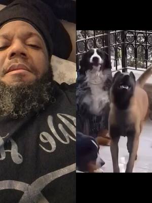 A post by @dreadzaillo on TikTok caption: #duet with @ejyk_nwamba Those dogs are so funny 😁😀🤣