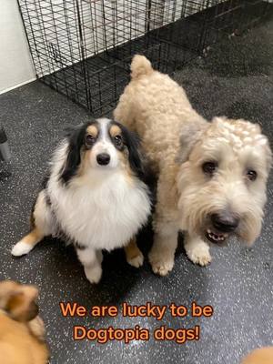 A post by @lagrangedogtopia on TikTok caption: We are lucky to be Dogtopia dogs! @dogsofdogtopia #dogtopiadaycare #dogsofdogtopia #itsthemostexcitingdayever 