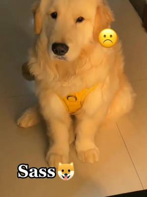 A post by @puppieslovetk on TikTok caption: Naughty boy🐾🐾Inspired by @sydthegoldenboy 💐#goldenretrieverlife #goldenretriever #puppydog #doglover #dogmemes #cutedogvideos #dogsoftiktok 