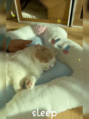 A post by @krispetx1 on TikTok caption: #fyp #pet #cute #cute